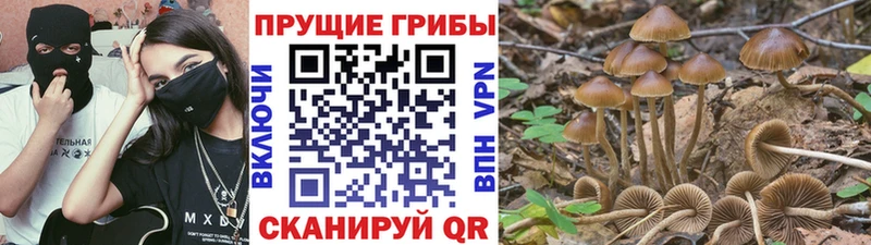 Псилоцибиновые грибы Psilocybe  купить закладку  Тимашёвск 